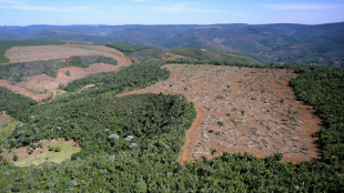 Br&eacute;sil: d&eacute;forestation record en Amazonie au 1er semestre