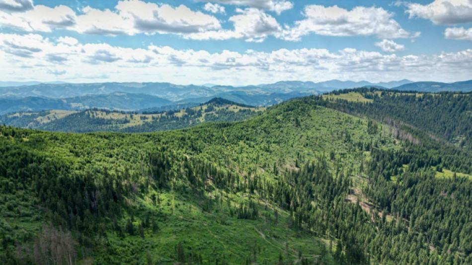 EU urged to act on forests' faltering absorption of carbon