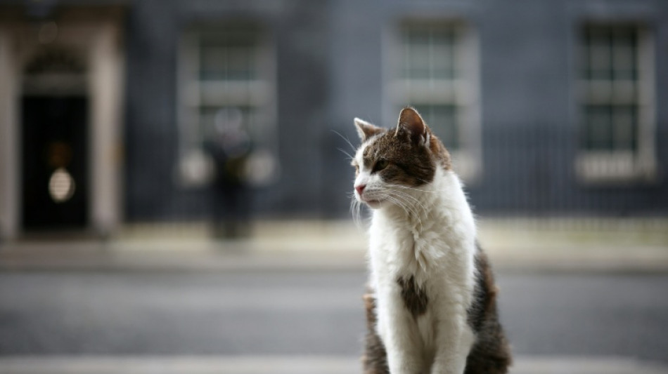 Paw patrol: Larry the cat marks 15 years at 10 Downing Street