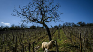 Les vins de Bourgogne dans la course à la décarbonation
