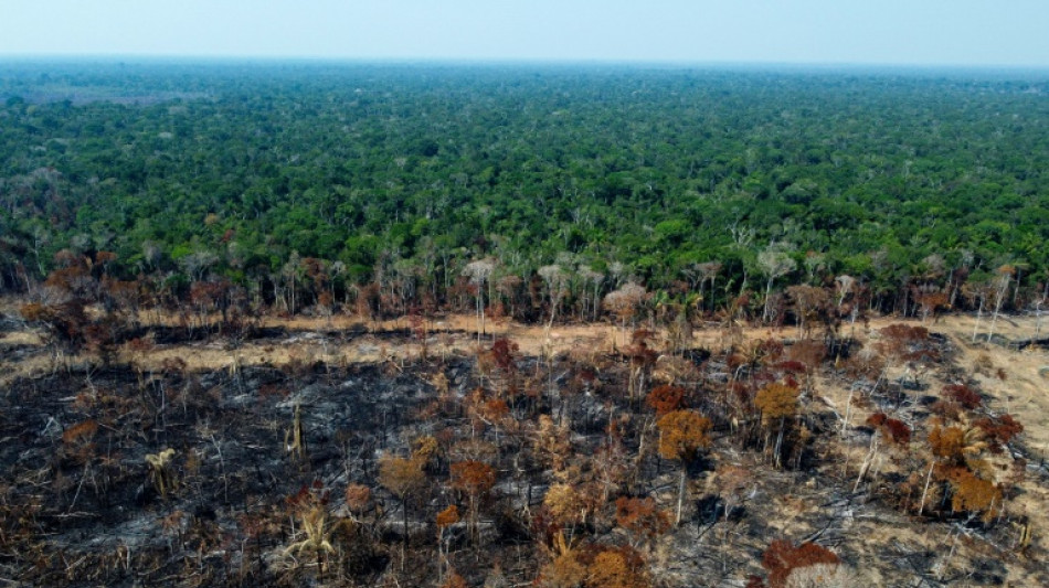 La Tierra perdi&oacute; un &aacute;rea de selva equivalente a un campo de f&uacute;tbol cada 5 segundos