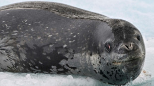 Les léopards de mer "chantent" des comptines
