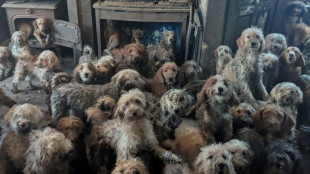 Una asociaci&oacute;n brit&aacute;nica protectora de animales descubre 250 perros hacinados en una casa