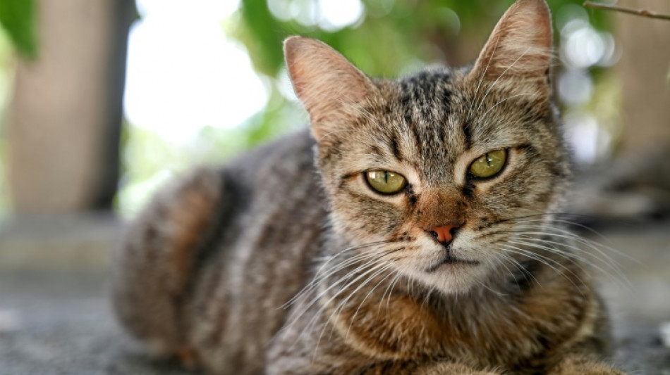 Vier Katzen bei Freigang vergiftet: Ermittlungen in Baden-Württemberg