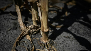 La sequ&iacute;a se instala en Francia en plena ola de calor
