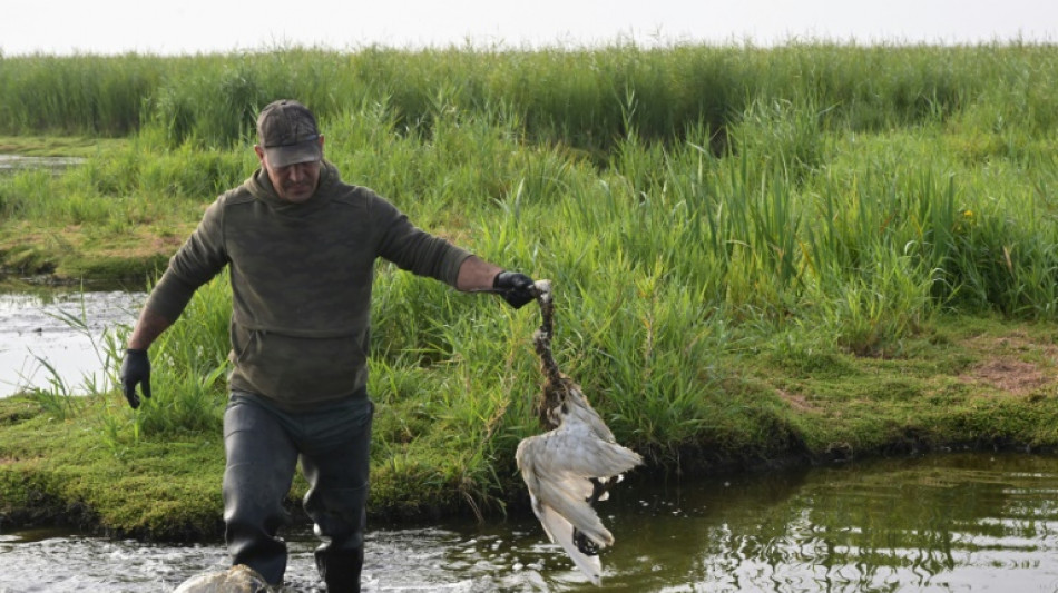 Dans les marais de Loire-Atlantique, des milliers d'oiseaux victimes du botulisme