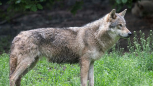 Wolf protection downgrade set for green light in EU