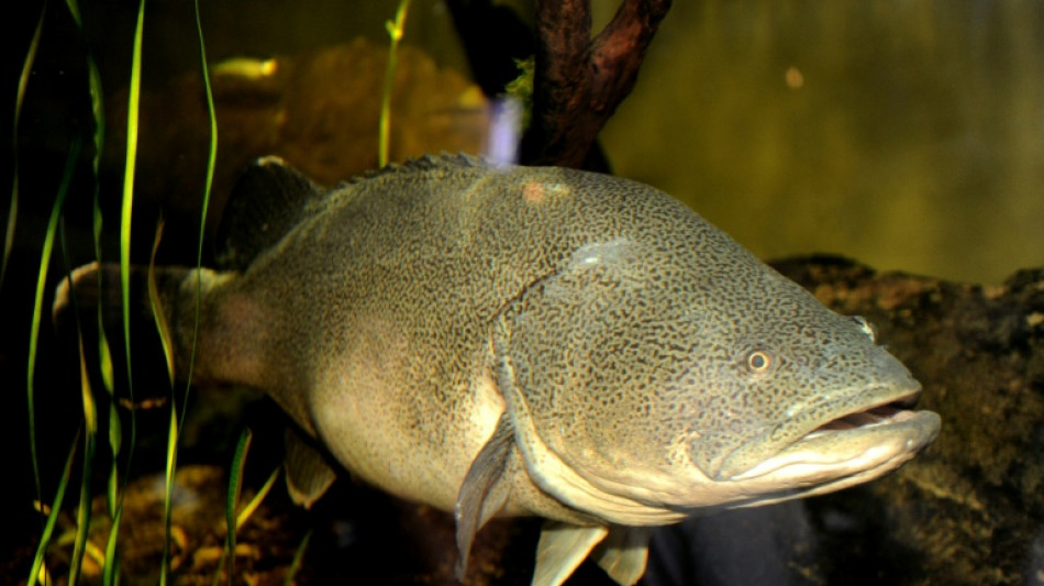 Un bacalao australiano bate un r&eacute;cord de kil&oacute;metros nadados