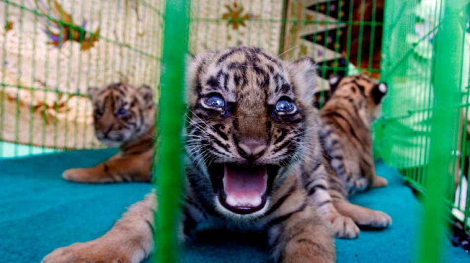 Indonesia registra un segundo ataque de tigre en pocos d&iacute;as