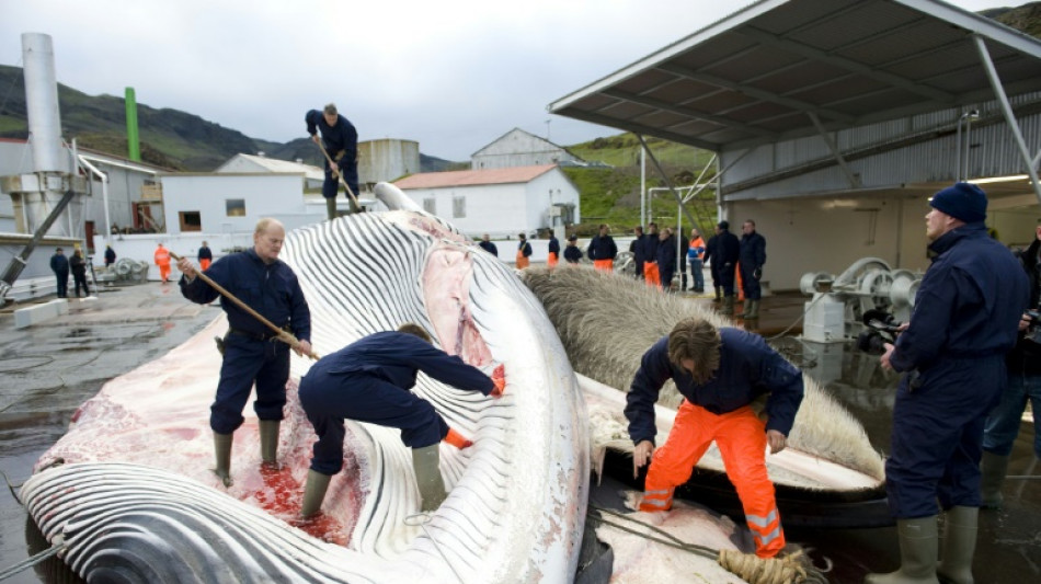 Islandeses matan a las dos primeras ballenas tras la reautorizaci&oacute;n de la caza