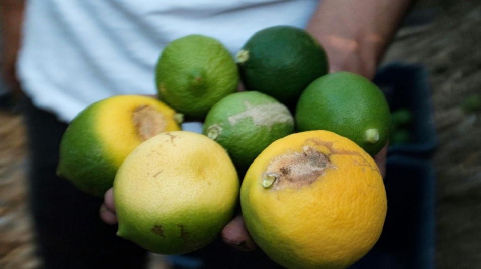 Gel, grêle, canicules: une saison en enfer pour l'agriculture turque