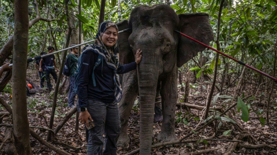 Malaysia's 'elephant whisperer' fights to save Borneo's endangered giants