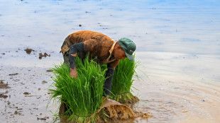 Cuba abre el comercio de productos agr&iacute;colas al sector privado