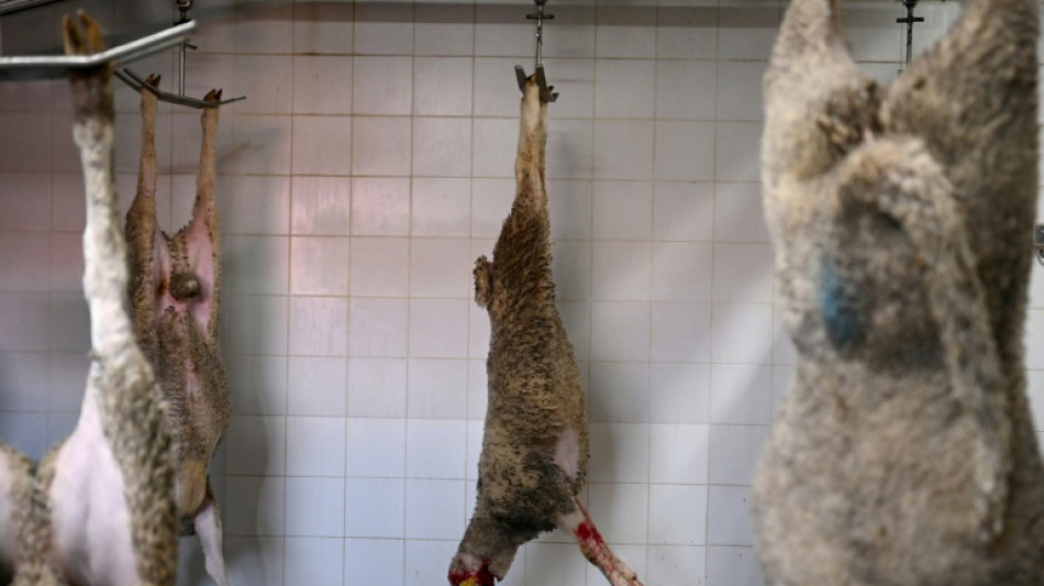 Zoll findet 20 tote Lämmer auf Autorückbank in Baden-Württemberg