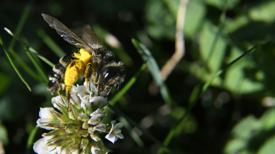 EU-Gericht: Verl&auml;ngerte Genehmigung f&uuml;r Insektizid Cypermethrin nicht &uuml;berpr&uuml;fen