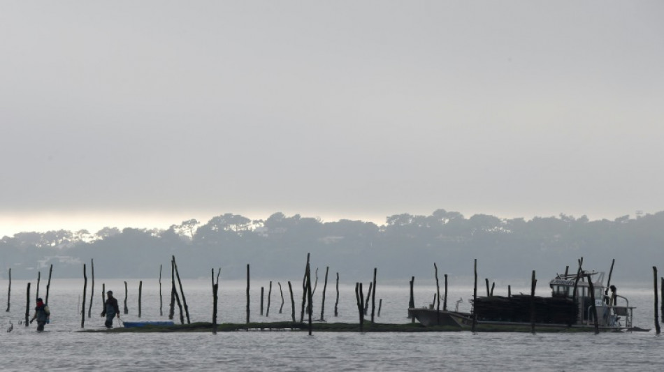 Intoxications: les hu&icirc;tres du Bassin d'Arcachon interdites &agrave; l'approche du Nouvel An