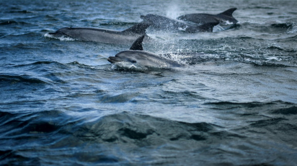 Estudio predice extinci&oacute;n masiva de vida marina si persiste el calentamiento