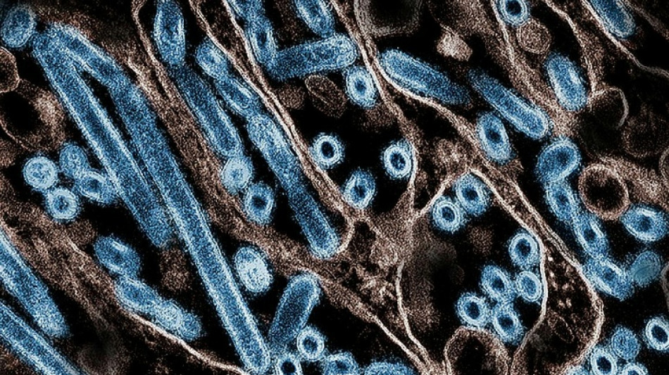 Criança é primeira vítima fatal de gripe aviária H5N1 reportada no México