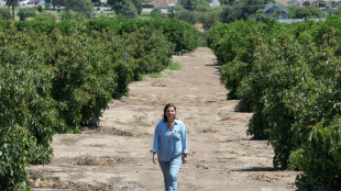 Agricultores alertam que operações de Trump ameaçam segurança alimentar dos EUA