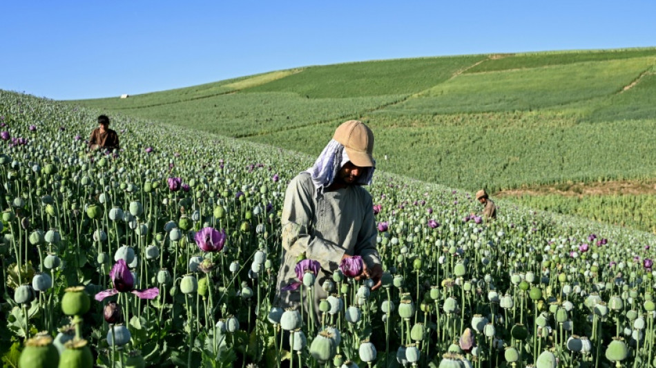 Afghanistan : la culture du pavot &agrave; opium repart &agrave; la hausse face aux crises