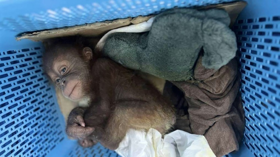 Thai man arrested for smuggling baby orangutans