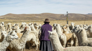 Sequ&iacute;a en Andes peruanos provoca muerte de alpacas y obliga a declarar emergencia