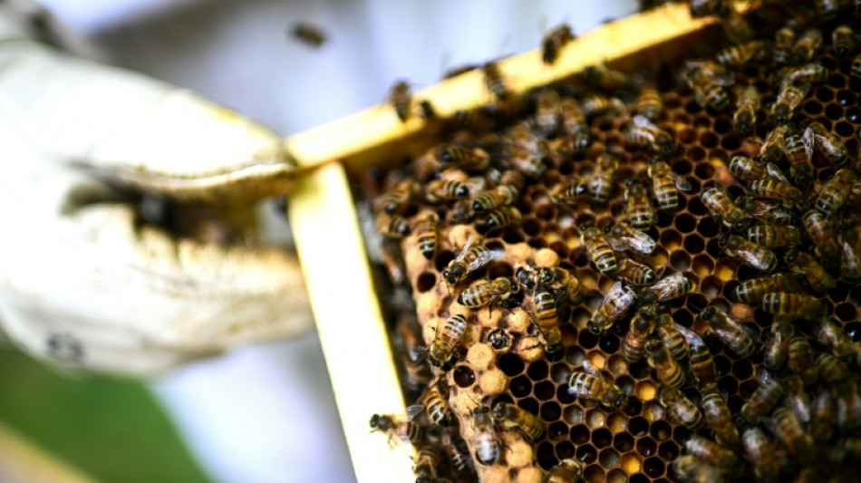 Über 600.000 Unterschriften für Petition in Frankreich gegen Wiedereinführung von Pestizid