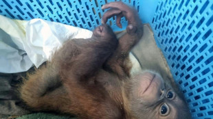 Un Tha&iuml;landais arr&ecirc;t&eacute; pour trafic de b&eacute;b&eacute;s orangs-outans