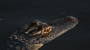 Flórida constrói 'Alcatraz dos jacarés' para imigrantes