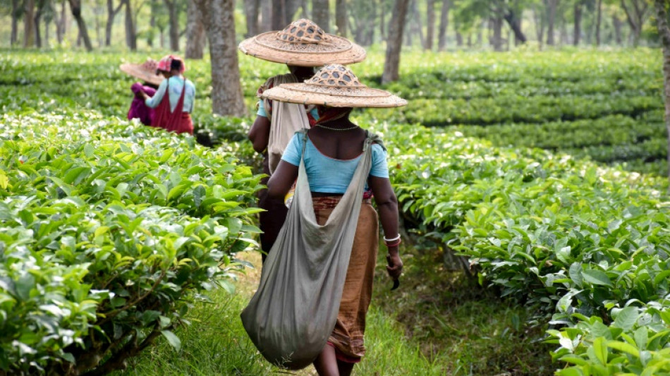Cómo rocas trituradas pueden ayudar a combatir el cambio climático