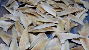 La cumbre de especies amenazadas decide si ratifica una "hist&oacute;rica" protecci&oacute;n a los tiburones