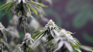 Riportato in vita un enzima della cannabis attivo milioni di anni fa