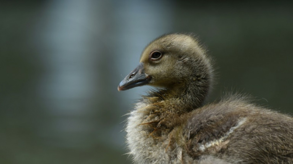 Gänsefamilien lösen Verkehrschaos auf Autobahn in Sachsen aus