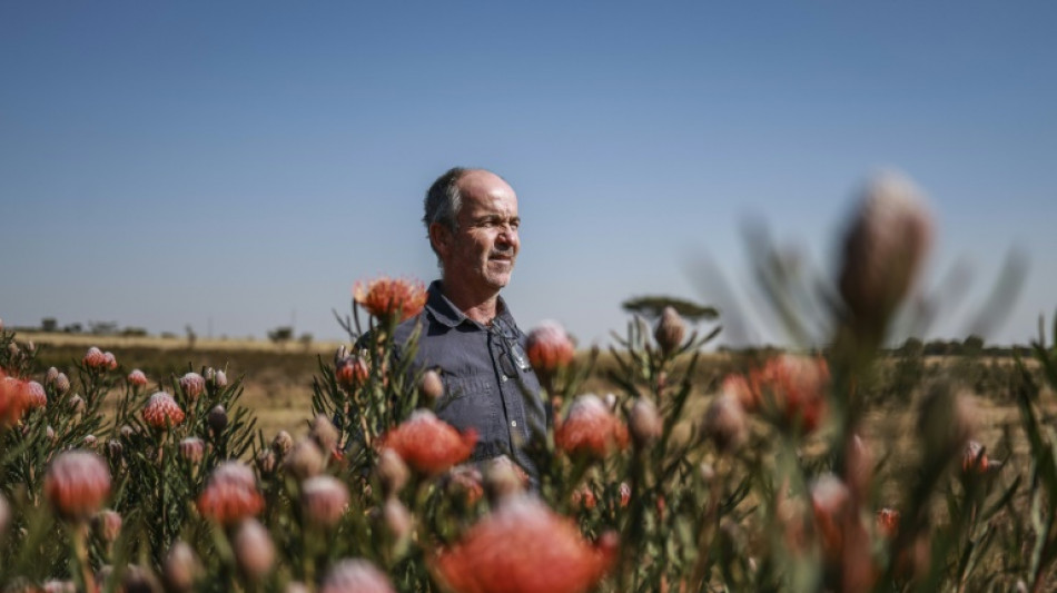 La prot&eacute;a, fleur nationale de l'Afrique du Sud, menac&eacute;e par le changement climatique