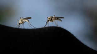Les moustiques, des pollinisateurs ignor&eacute;s 