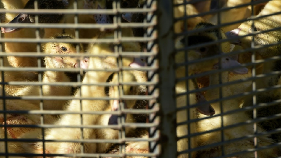 Grippe aviaire: pr&egrave;s de 1,3 million de volailles abattues en quatre mois