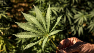 Le cannabis pourrait &ecirc;tre plus nocif pour les poumons que le tabac (&eacute;tude)