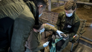 La UE firm&oacute; un "acuerdo marco" por 665.000 dosis de vacuna contra la gripe aviar