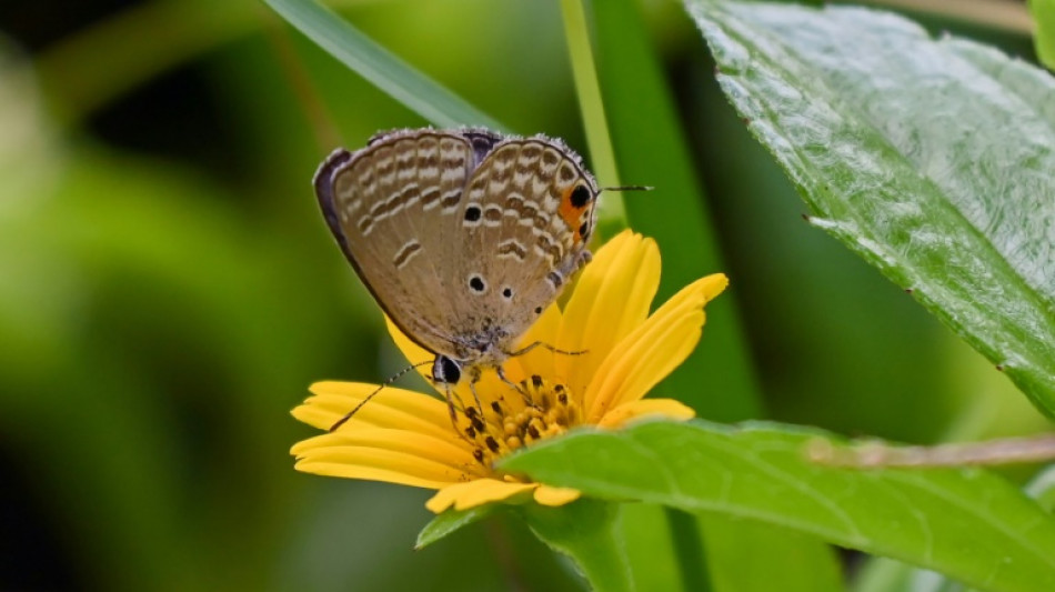 Steinmeier ermuntert zum Anlegen m&ouml;glichst vielf&auml;ltiger G&auml;rten