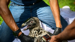 Le retour prometteur mais fragile du gypaète barbu dans le Vercors