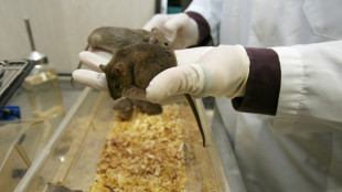 Nuova molecola per perdere peso, funziona sui topi e non riduce i muscoli