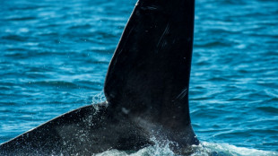Ballenas francas del Atl&aacute;ntico Norte, en peligro de extinci&oacute;n, hacen una parada en Cape Cod