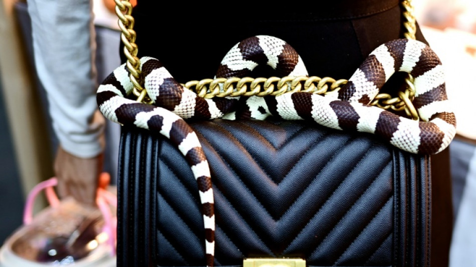 W&uuml;rgeschlange kriecht in Hannover durch Keller 