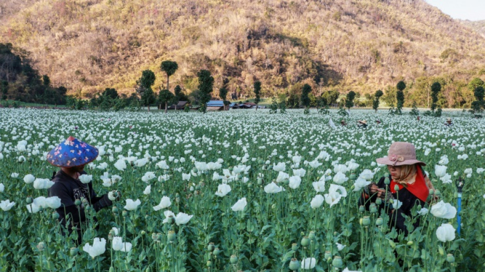 Birmanie: la culture du pavot &agrave; opium, rare refuge pour une population en d&eacute;tresse