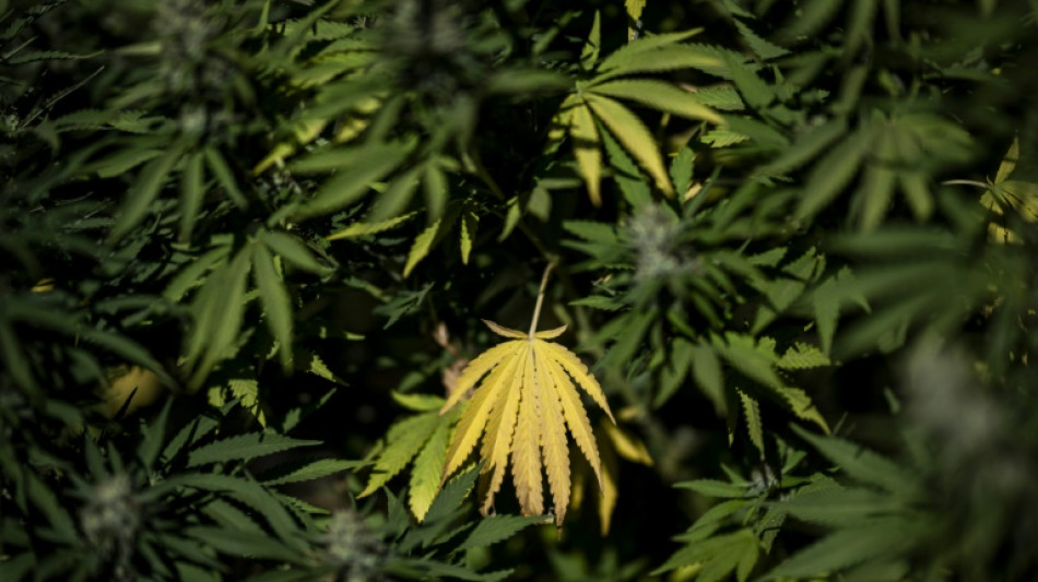 Une &eacute;tape cl&eacute; franchie vers la g&eacute;n&eacute;ralisation du cannabis m&eacute;dical en France