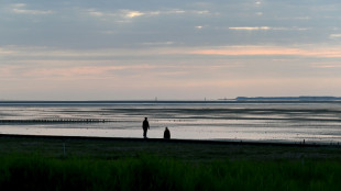 Hilfloser Schweinswal in Wattenmeer: Tier stirbt nach Rettungseinsatz