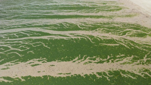 La justice fait le lien entre les algues vertes et le d&eacute;c&egrave;s d'un joggeur et condamne l'Etat