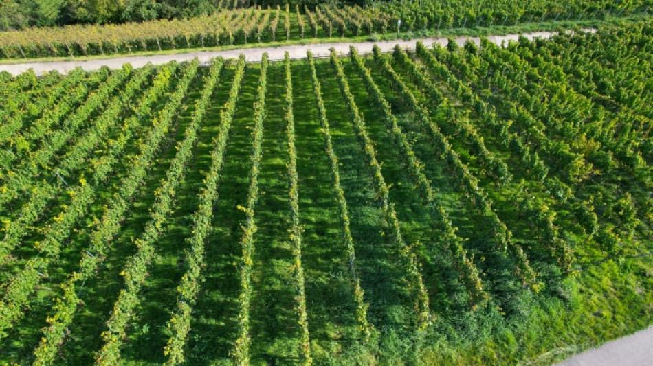 Los eurodiputados rechazan una propuesta sobre reducci&oacute;n del uso de pesticidas