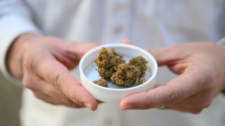 High times for German cannabis firm amid medical boom