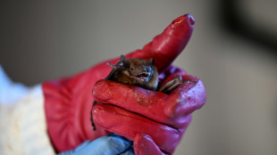 Una invasi&oacute;n de murci&eacute;lagos provoca el cierre de una sede ministerial en Uruguay